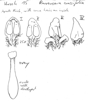 Vorschaubild Ravensara crassifolia (Baker) Danguy